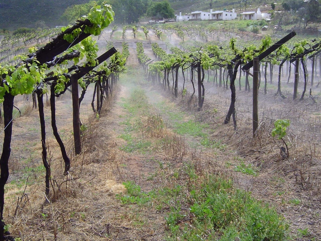 Tierhoek_Chenin+in+mist