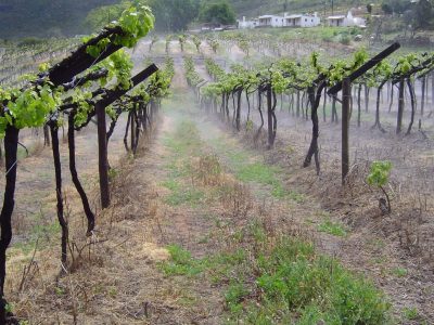 Tierhoek_Chenin+in+mist